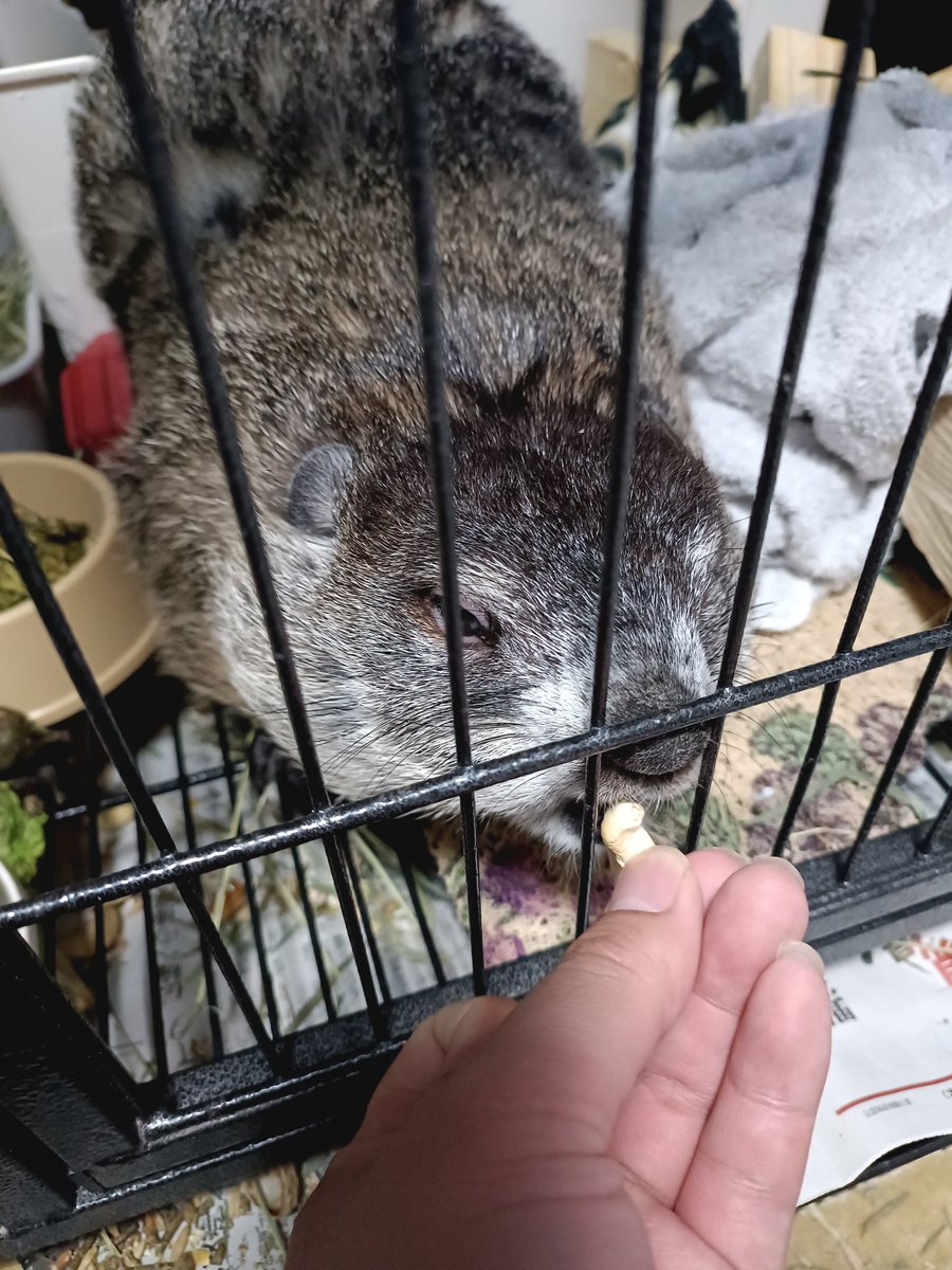 bT4bLYGxMZ25594's tweet image. おはようございます。
ゴールデンウィークだから早速寝坊した🤣🤣
お昼ご飯になっちゃってごめん🙇🙇🙇
#ウッドチャック　#animalsoftwitter