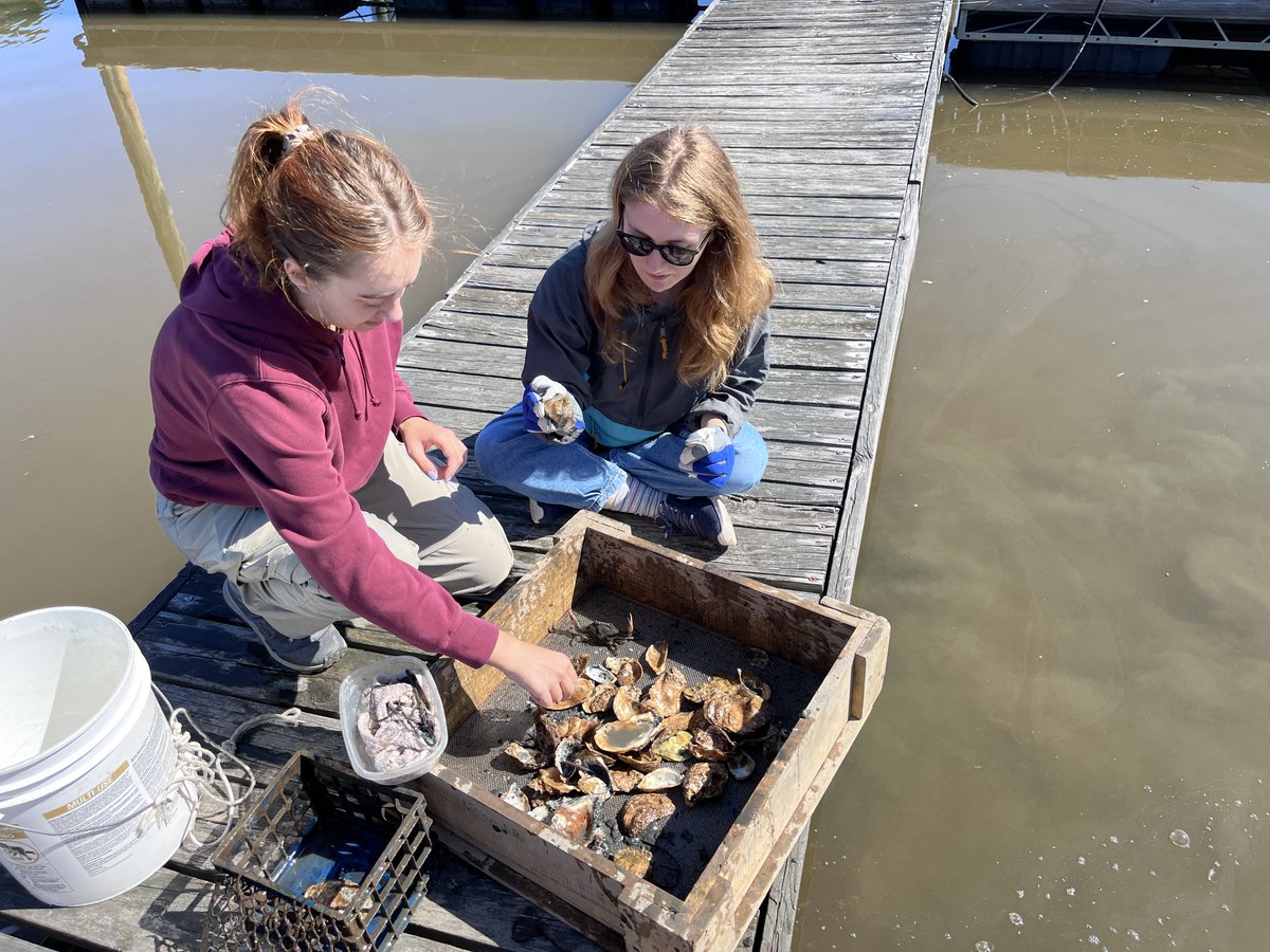 ESP Dept GMU (@espmasonu) on Twitter photo Congratulations to <a href="/GMU_Biology/">Mason Biology</a> major Kathryn Orlosky who was awarded the University Libraries 2025 Undergraduate Student Research Prize for her research project under the mentorship of <a href="/ESPMasonU/">ESP Dept GMU</a> professor Amy Fowler <a href="/Fowler_Lab/">Amy E. Fowler</a>.
science.gmu.edu/news/prestigio… Congratulations to <a href="/GMU_Biology/">Mason Biology</a> major Kathryn Orlosky who was awarded the University Libraries 2025 Undergraduate Student Research Prize for her research project under the mentorship of <a href="/ESPMasonU/">ESP Dept GMU</a> professor Amy Fowler <a href="/Fowler_Lab/">Amy E. Fowler</a>.
science.gmu.edu/news/prestigio…