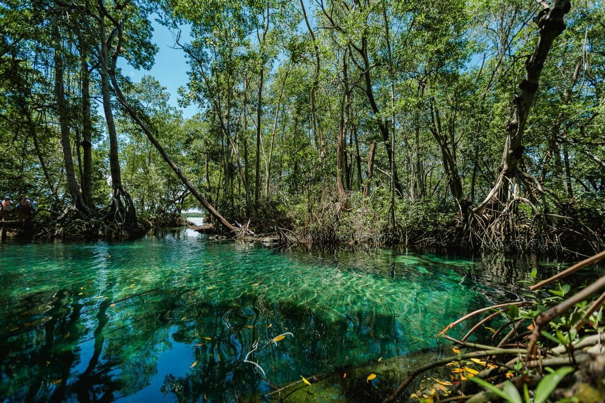 huachodiazmena's tweet photo. 🌿Celestún nos recibe con uno de los grandes tesoros naturales de Yucatán: la Reserva de la Biosfera Ría Celestún, un área natural protegida en la que habitan casi 560 especies de animales, de los cuales aproximadamente 300 son aves, un tercio del total que viven en México.

En este ecosistema se encuentra el jaguar, el mono araña, ocelotes y cocodrilos.

Les invito a visitarlo y pasar un día diferente, disfrutando de la naturaleza de nuestro estado. ✨🍃