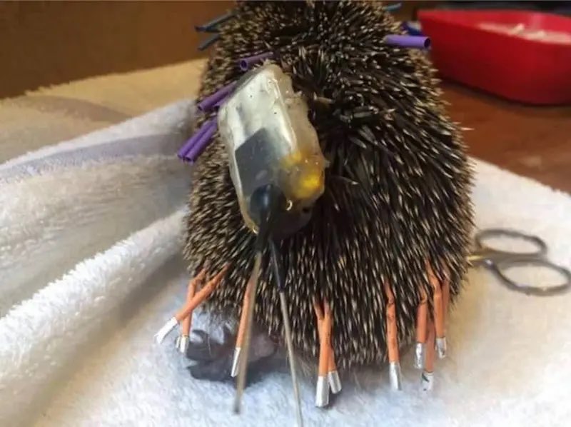 <a href="/FunnybunnyQ/">Monique Blackford</a> <a href="/hedgehogsociety/">Hedgehog Society</a> I’m 2016 the disgraced  <a href="/hedgehogsociety/">Hedgehog Society</a> and random egoist  <a href="/hedgehoghugh/">Hugh Warwick</a> sponsored this appalling tagging experiment that resulted in an agonising death. 

Please do not promote this barbaric practice. 

Thank you