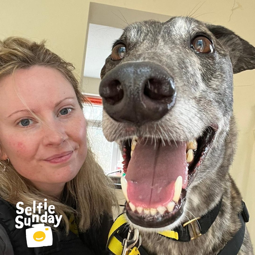 Romeo loves a fuss and to snuggle in close. He's a big softie and an affectionate #Greyhound. We have canine carer Christine snapping this week's #SelfieSunday @Dogstrust #Ilfracombe 💛
👉bit.ly/3XwDxOI