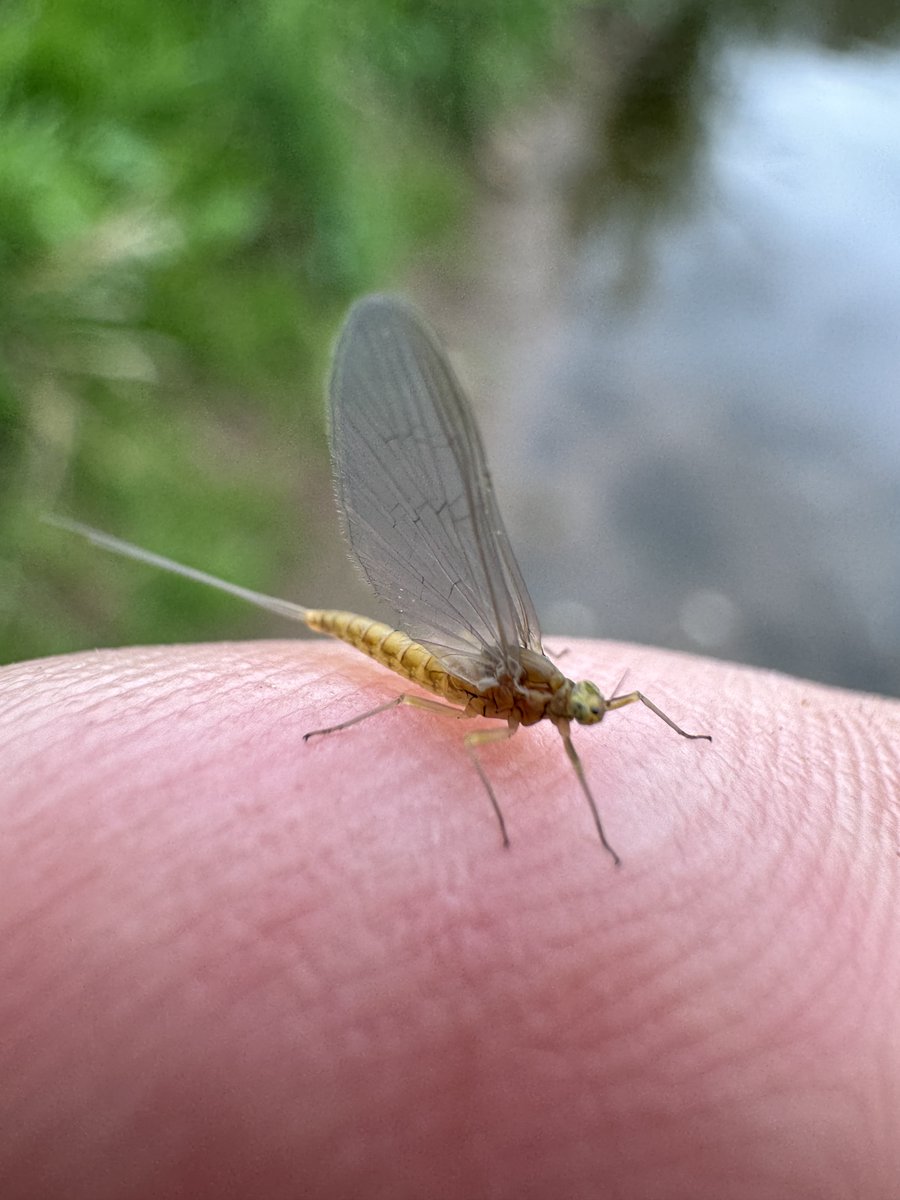 Small Spurwing (Centroptilum luteolum) on the River  Swale yesterday.  Though I only saw a couple and none were taken by trout.  Both river flies and trout were thin on the ground. Though there were plenty of grayling around feeding on terrestrials.