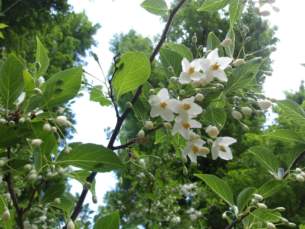 ParksHigmuracyu's tweet photo. #エゴノキ の花を下から撮ってみました。一昨日までは蕾でした。いっきに開花スタート！
#Styrax #東村山中央公園 https://t.co/csxWuVE5KC