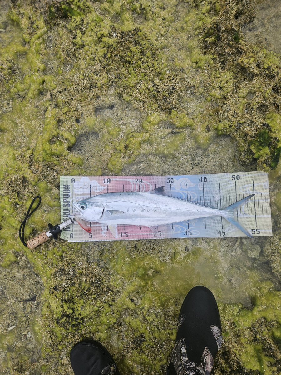 R.A.POPでイケカツ🎣🎵しかしこの後、事件が‼️目測推定80cmほどのカスミがHIT‼️しかし一気に走られはるか彼方の根にライン擦られプッチンプリン😭いやいや初めて感じたデカカスミの半端ない引き‼️最高でした💪✨タックル強くして来年また来よう👍🎵