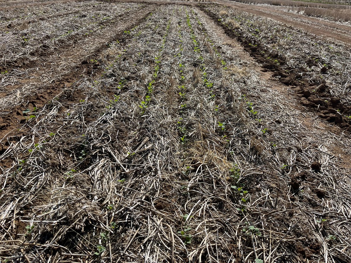 With only 3mm of rain in April <a href="/CSIRO/">CSIRO</a> <a href="/theGRDC/">GRDC</a> Greenethorpe FS site, good summer fallow management &amp; heavier stubble loads paying dividends for early sown grazed Timok/Cooba mix &amp; CaptainCL canola sown 25March. Same crops sown at 5 &amp; 3.5cm depth on 8April in ungrazed systems 👍