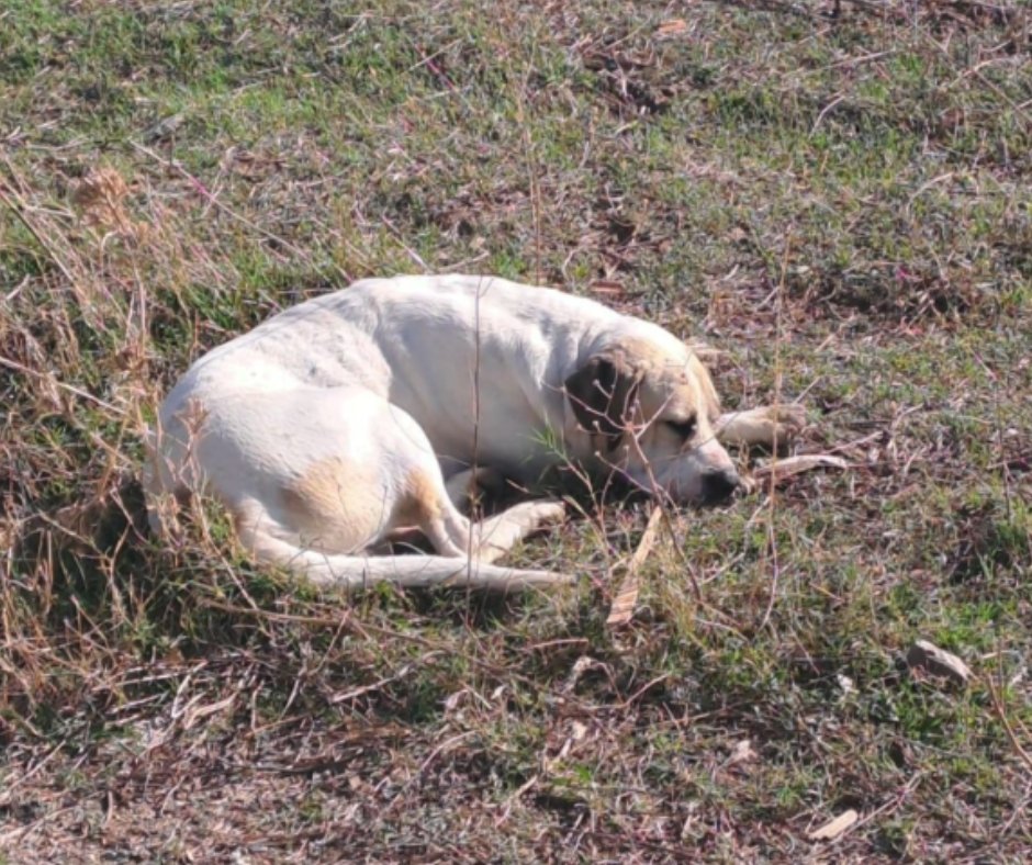 This is one of the saddest pictures in my database

This dog is sleeping in the middle of a grassy but barren area

Nobody &amp; nothing for miles, no shelter, no food, no warmth, his only drinks come from puddles 

Dogs don't deserve to live like this do they? 💔