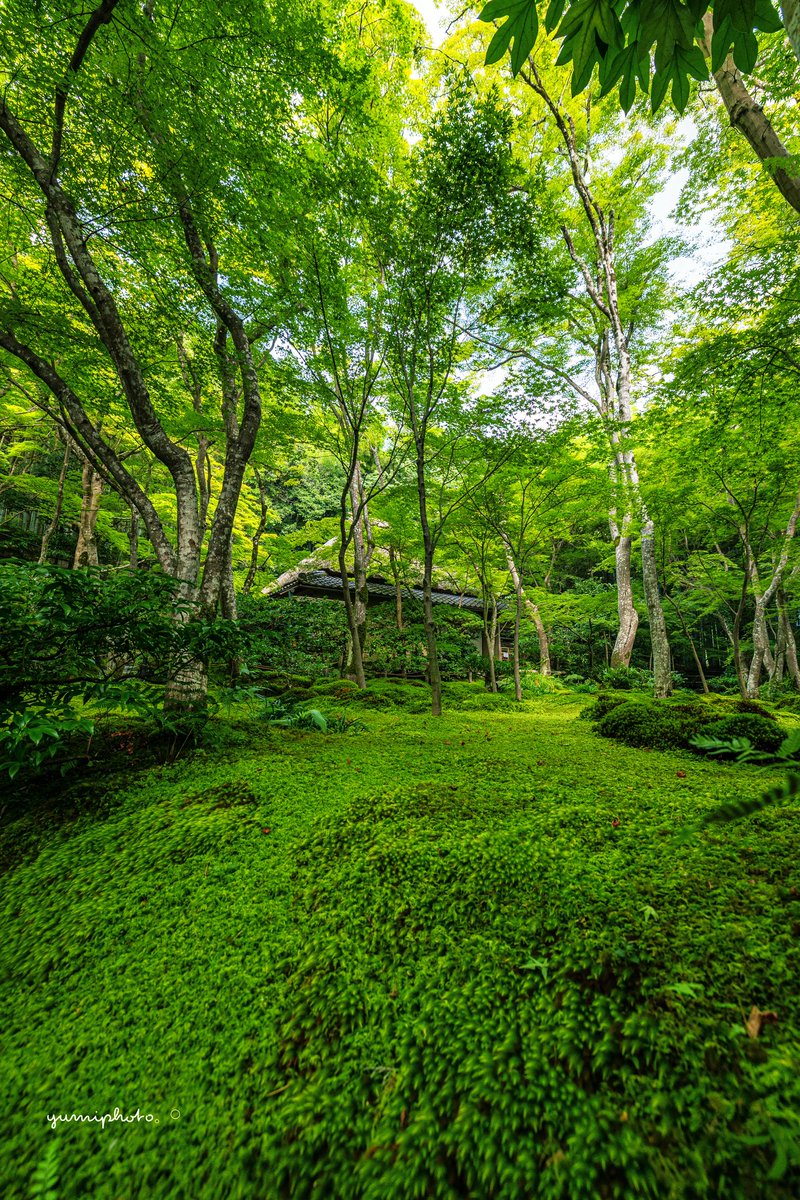 #みどりの日なので緑色の画像を貼る

Location:Kyoto,Japan