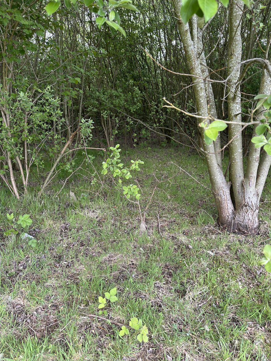 Ideal wooded area for outdoor play 😛