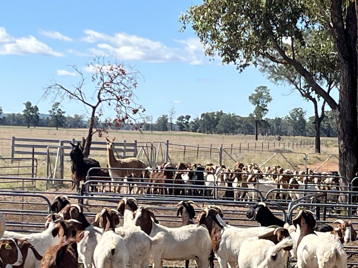 Yes - goats can be processed in a combi clamp ( non ferals st least ) this weeks tactical learning Great to come off the bench for Kieran Smith
For Western LLS as part of the NSW DPIRDs Measured Goat project