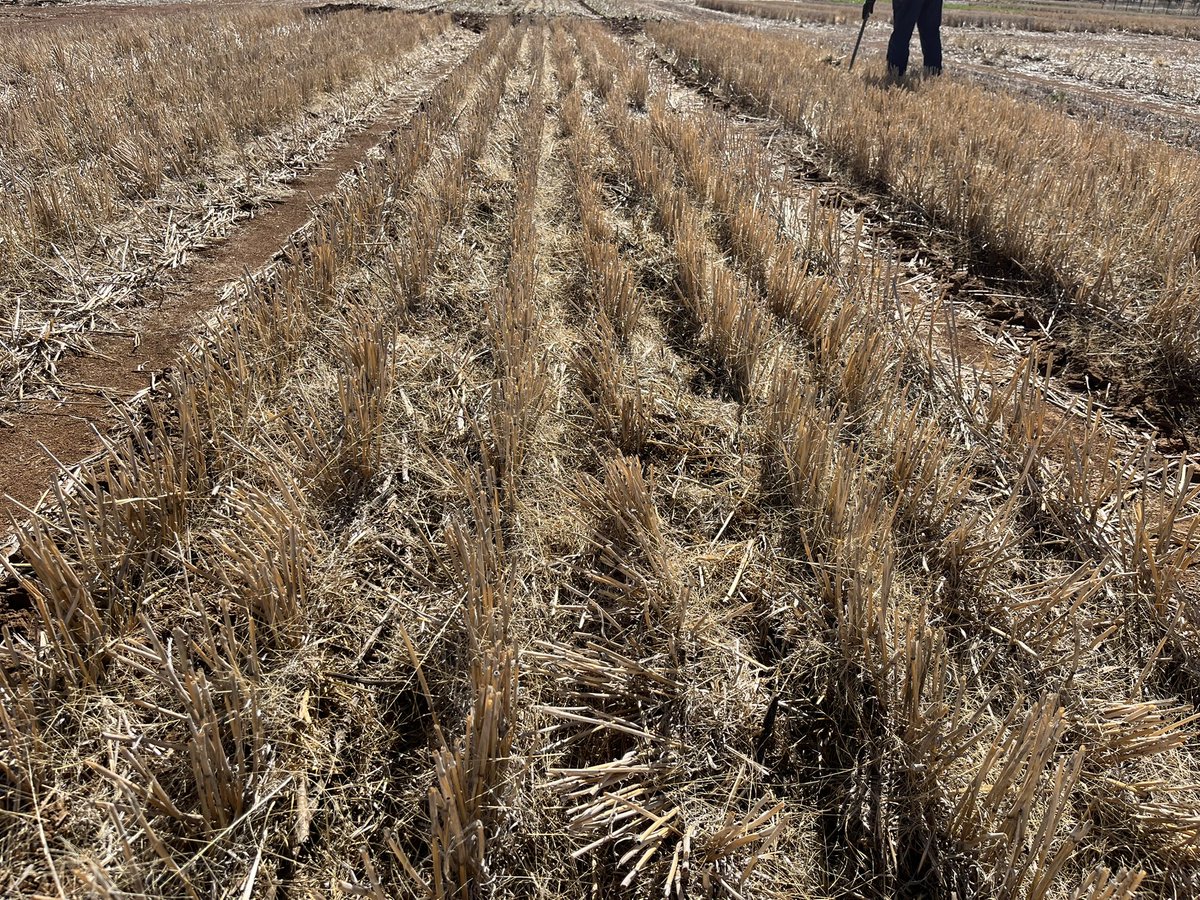 Week 2 sowing our “Timely” crops <a href="/CSIRO/">CSIRO</a> <a href="/theGRDC/">GRDC</a> Greenethorpe FS experiment this week. PY421C canola sown 3.5cm below row into moisture 29.4.25 (R photo). Sunmaster to be sown into moisture at 5cm depth into canola, Amberley fabas &amp; Captain chickpeas into moister in wheat stubble
