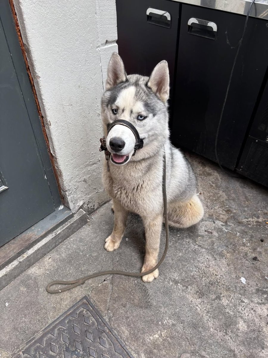 Please retweet to help find the owner or a rescue shelter space for this stray/abandoned dog found Sunday 4 May, Forest of Dean #Gloucestershire #UK 
Now in Forest of Dean Council pound. 
Found running round Speech House Woods
Sadly no chip or tag
Proof of ownership will be
