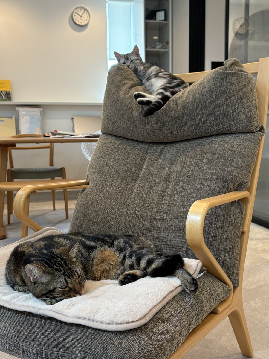 絶妙に凹んだソファの背もたれを勝ち取った子猫
#アメリカンショートヘア