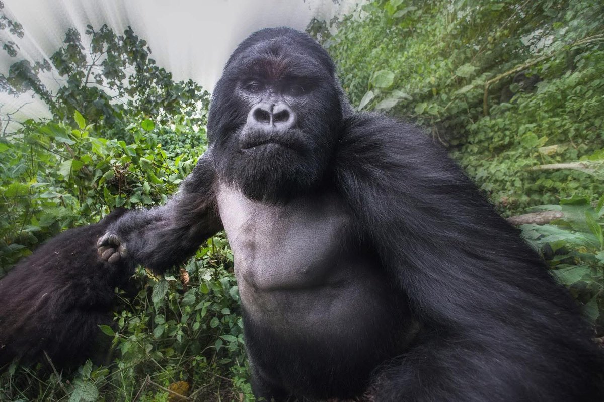 The last thing you see after you run up on that gorilla first while the other 99 people watch 😔