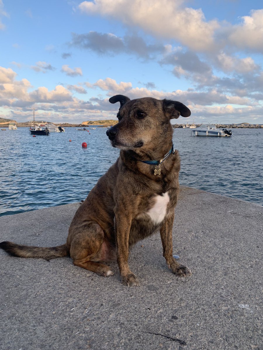 Seychelles_dog's tweet photo. @_XDogs I did just recently - walking out without him was horrendous 😢 https://t.co/jNpJCDZk5n