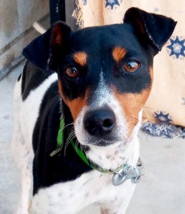 Tiervermittlung.de tweet media