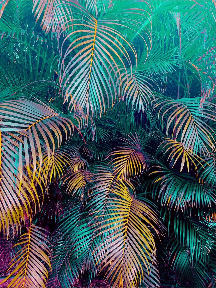 luminix583099's tweet photo. v a p o r p a l m s #vaporwave https://t.co/5Yji9WW2Bv