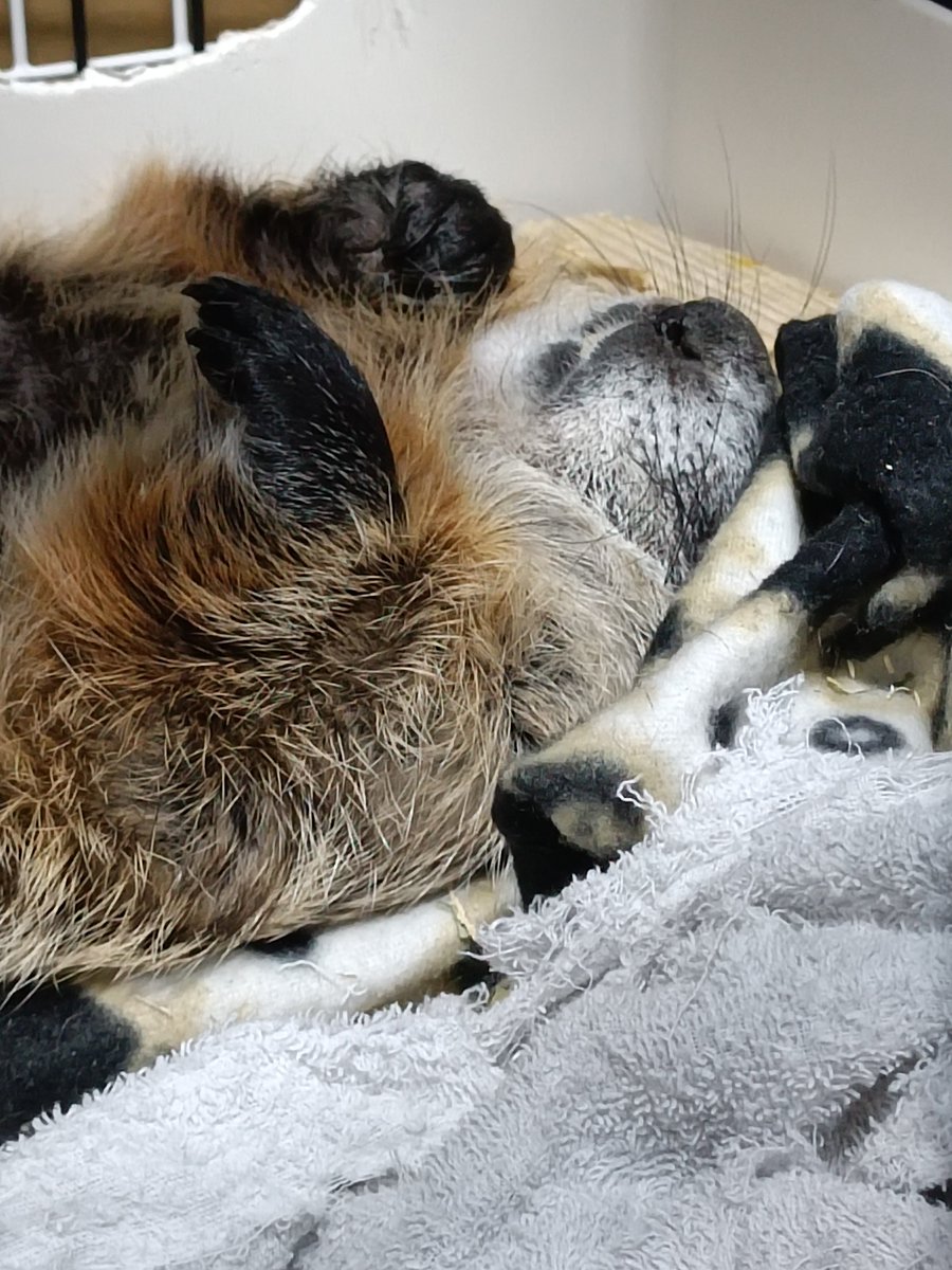 bT4bLYGxMZ25594's tweet image. おやすみなさい。
寝てるときお手々グーになるのほんとかわよい🥰🥰
#ウッドチャック
#AnimalsLover