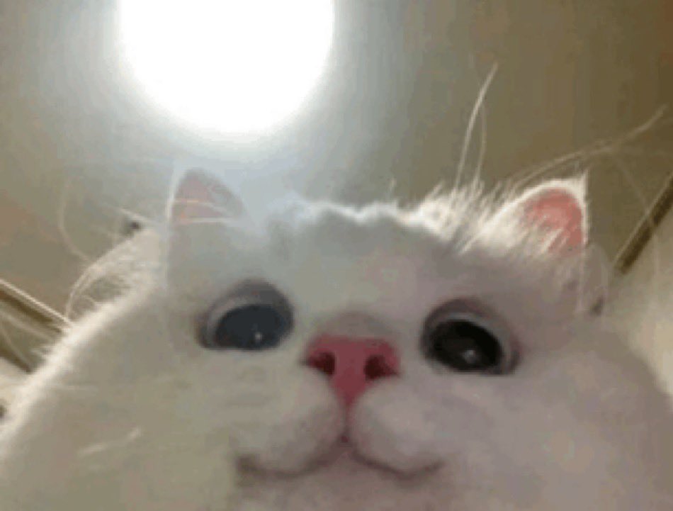 meowdib's tweet image. I feel like I saw enough in life to know how bad things can be. I want to comfort more people. If you’re reading this, I probably don’t even know you, but remember:
You matter to me, and you’re awesome af. I’m here if you want an ear. I need you to smile and make others smile.