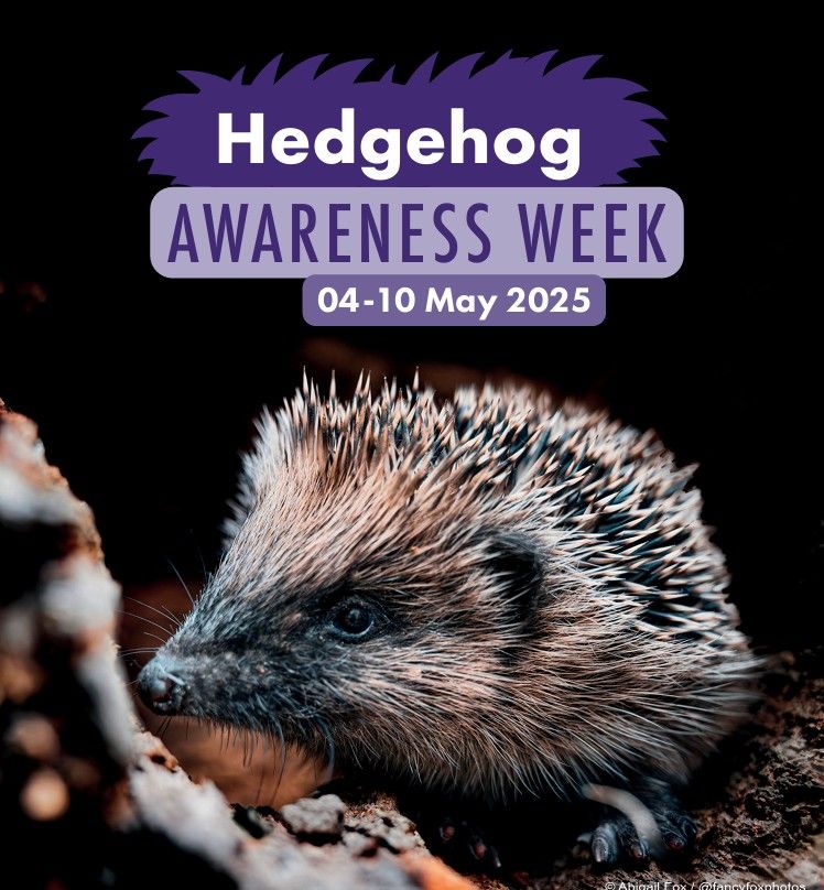 It's Hedgehog Awareness Week!!!
🦔 🦔 🦔

Follow #HedgehogWeek for daily competitions, exclusive facts &amp; infographics, plus top-tips to give hedgehogs the edge from some of our patrons and supporters!
