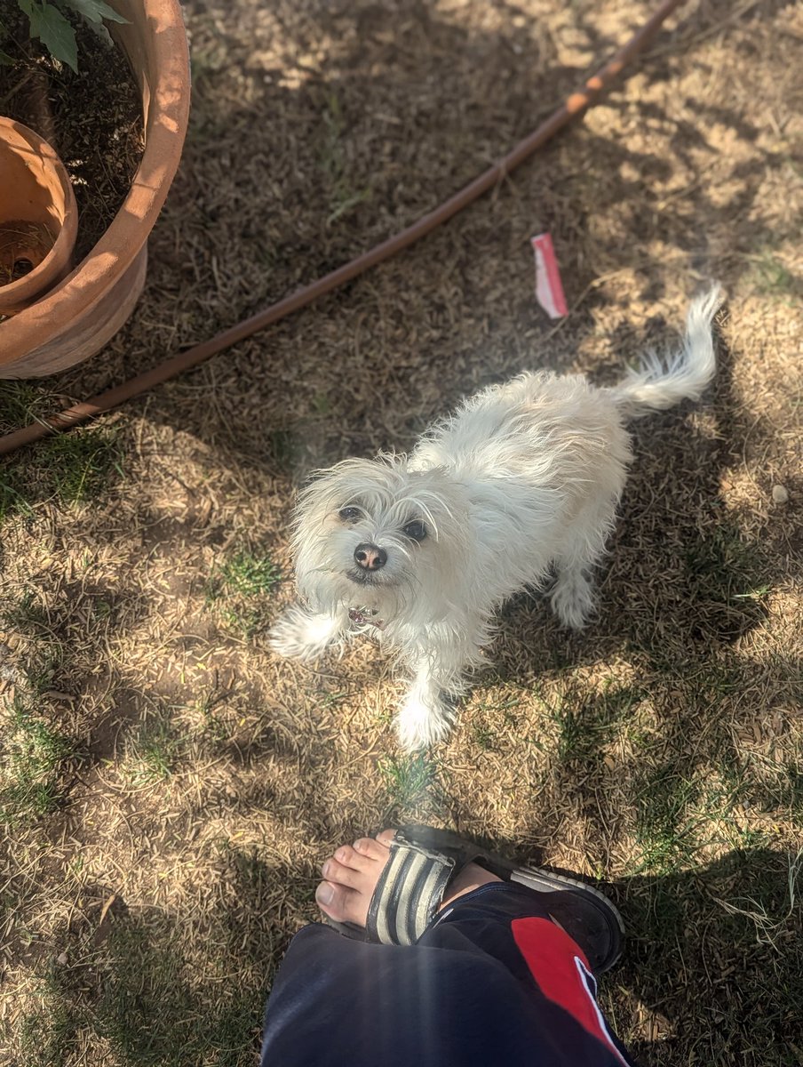 ericvtoro's tweet photo. Princess Leia says May the 4 be with you and yea her name is Leia from Star wars also having a house by yourself is fun so she can run around https://t.co/lGT24d8Rok