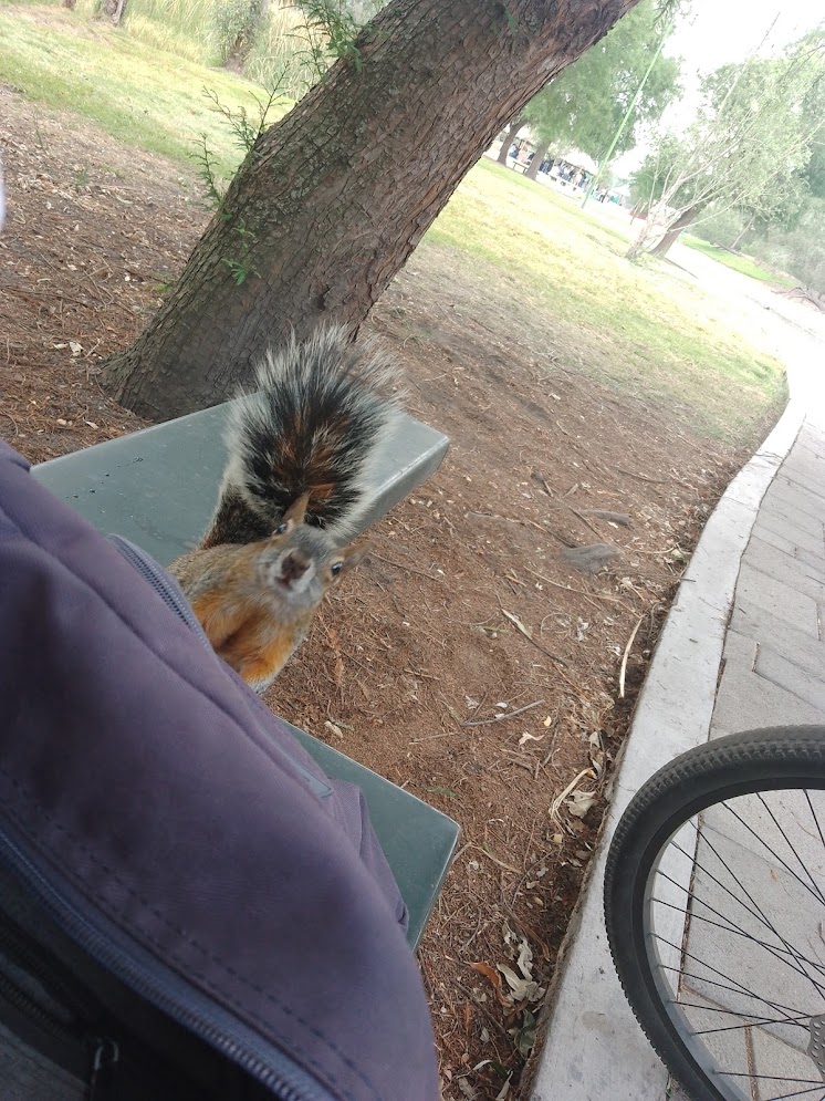 Today i took my bike and went doodle outside,and a little friend came to say hi