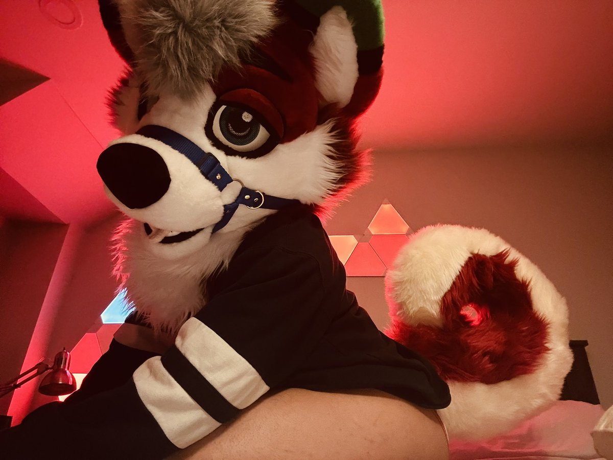 Husky in need of attention~