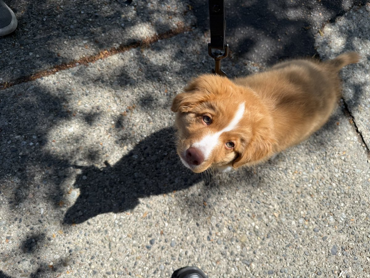 paulsanderson's tweet image. Met this sweet little guy today. 😊🐶