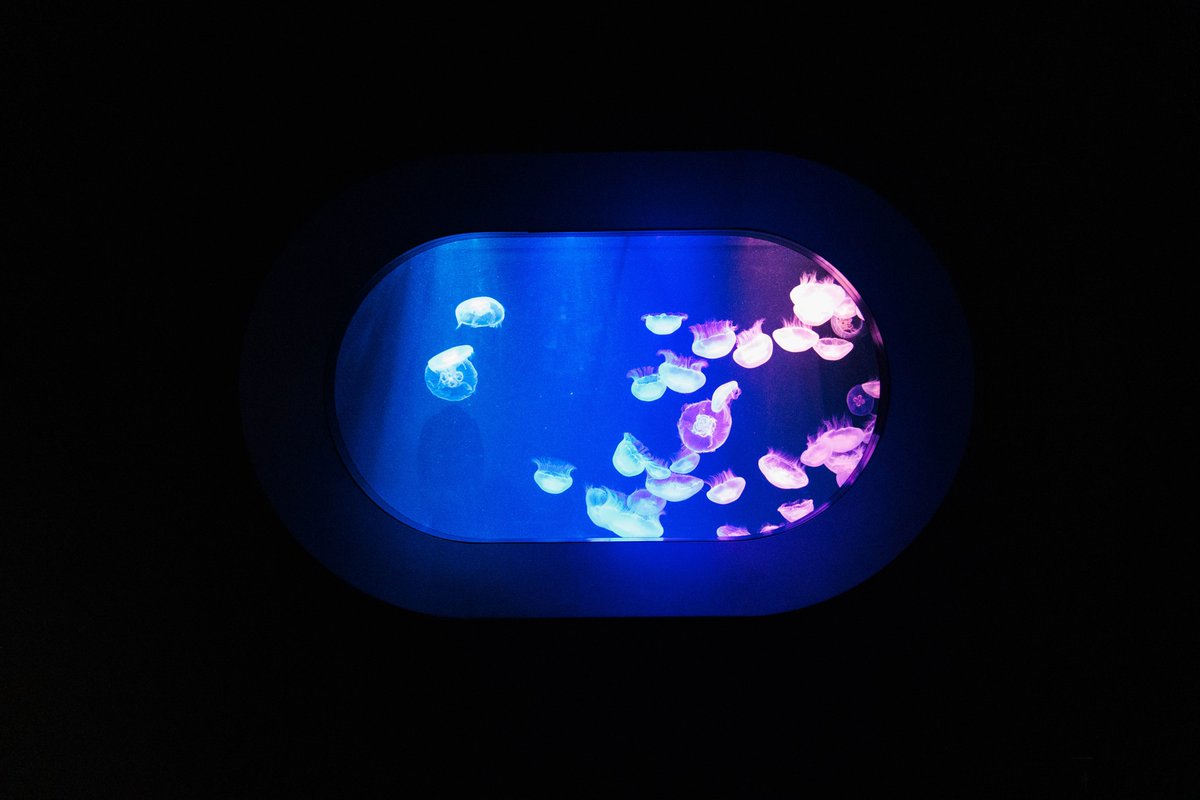 水族館で写真撮るの難しい
クラゲ綺麗！