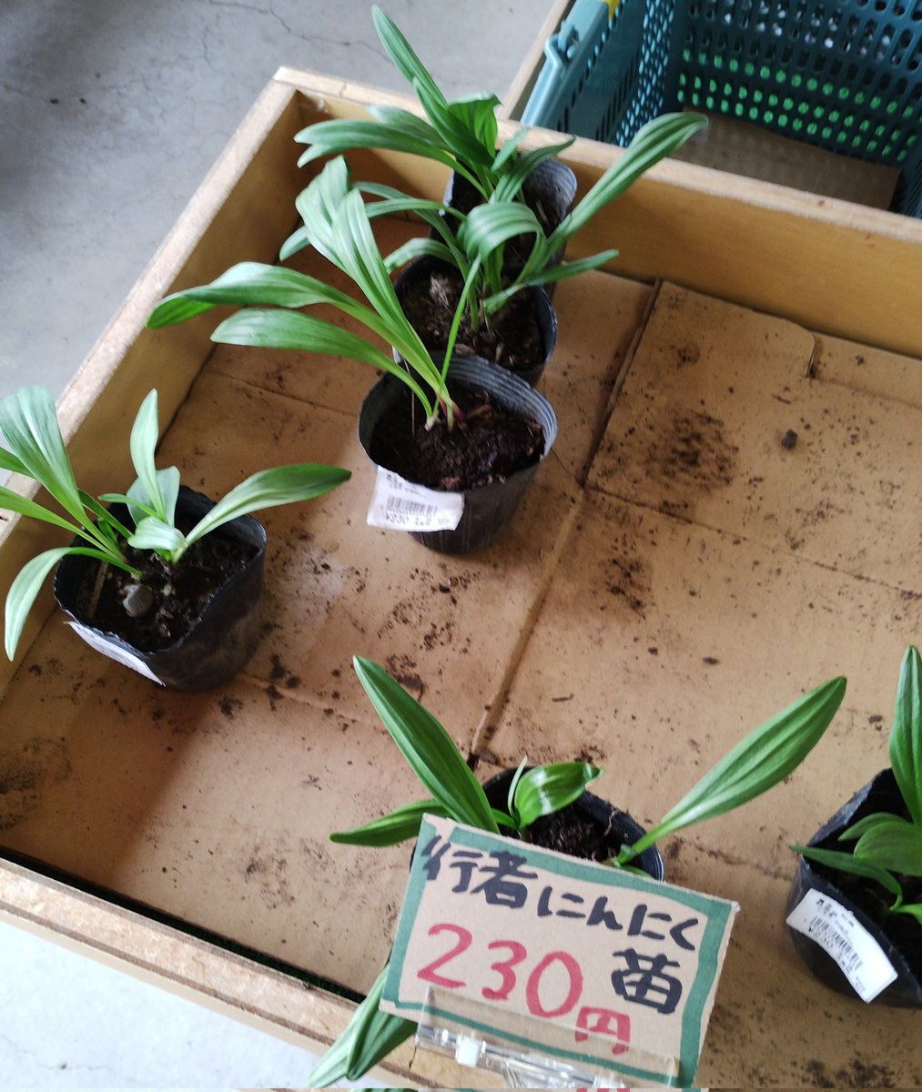 行者にんにく苗人気だ🌱