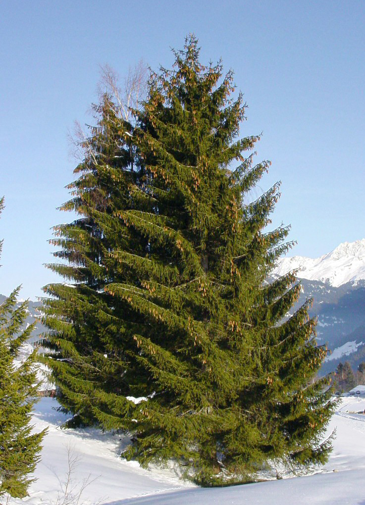 FabGiagnoni's tweet image. Il #peccio o #picea è un #albero dai coni rivolti in basso o penduli che maturi liberano #semi alati. Si confonde spesso conl #pino, da cui si differenza per aghi corti 30 mm, duri e pungenti.
Si tratta di una delle #conifere più imponenti potendo arrivare a più di 30 m.

#Natura