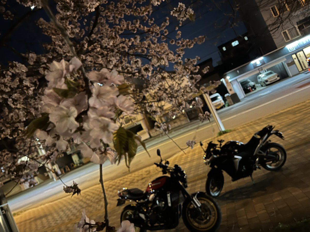 rockchang3's tweet photo. 今年も満開のタイミングが天気が悪かったせいで見れなかった。

わずかに残った桜

#桜 #バイク #札幌 https://t.co/FPch5tGZyM