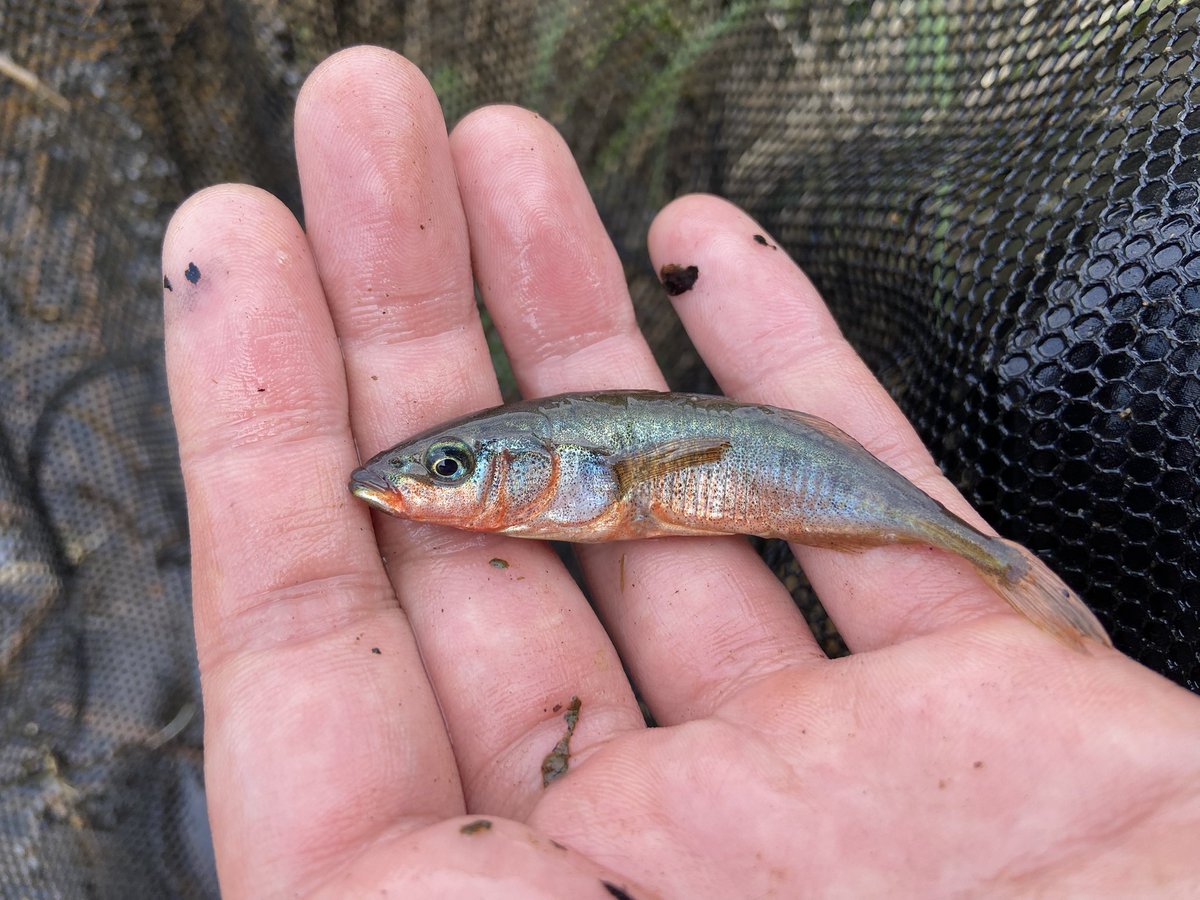 格好良すぎる！！！
ニホンイトヨです！
全国的にはほとんど見られない魚になってしまいましたが、ここ北海道にはまだまだ沢山います！