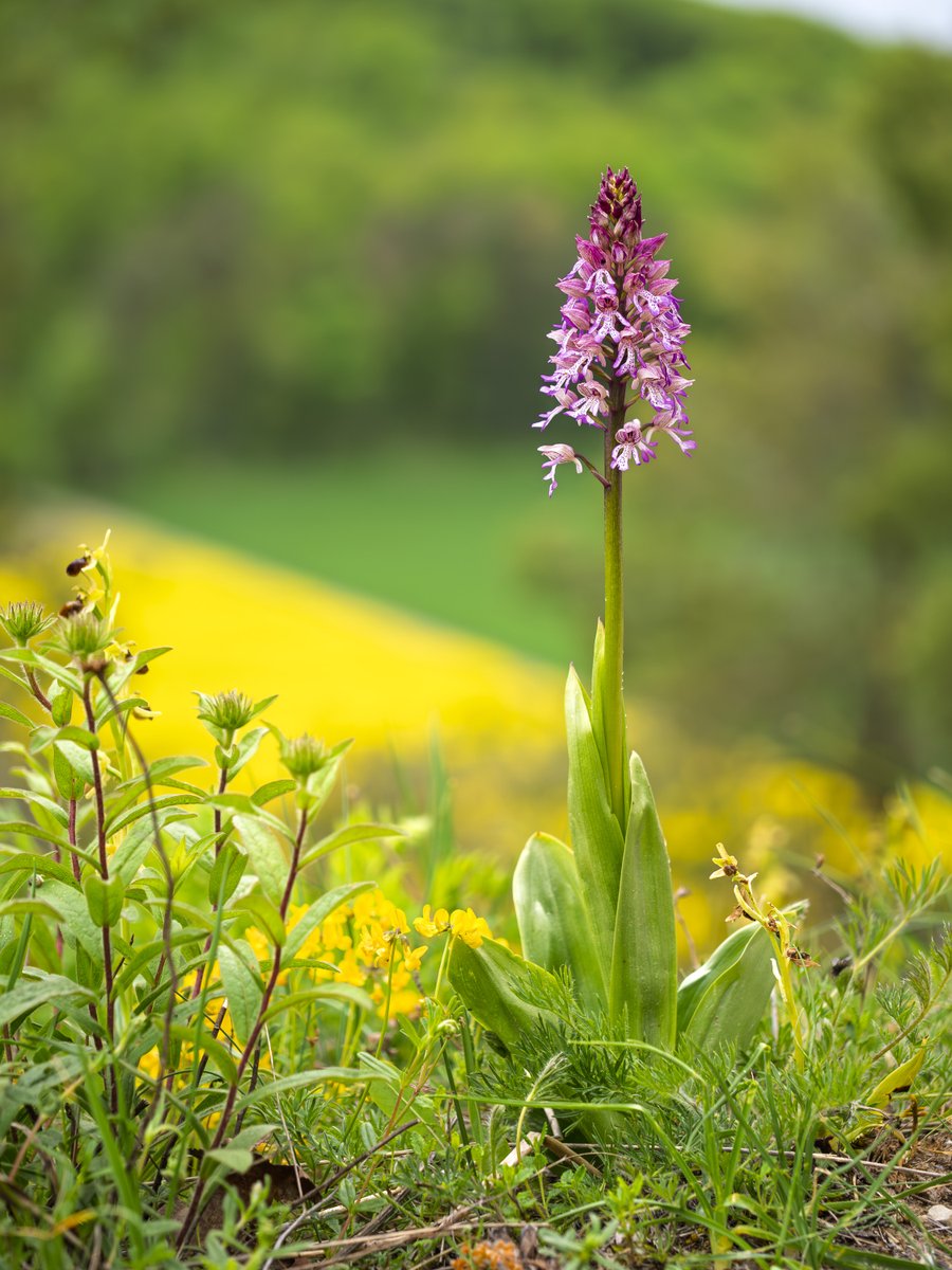bernd_flicker's tweet photo. Purpur-Knabenkraut (Orchis purpurea - militaris)
Das Purpur-#Knabenkraut bildet mit dem Helm-Knabenkraut natürliche #Hybriden, genannt Orchis × hybrida – sie vereinen die auffälligen Blüten beider Elternarten und sind seltene botanische Kostbarkeiten.🌺✨
#Taubertal #Orchiedeen https://t.co/EuWsBDmioE