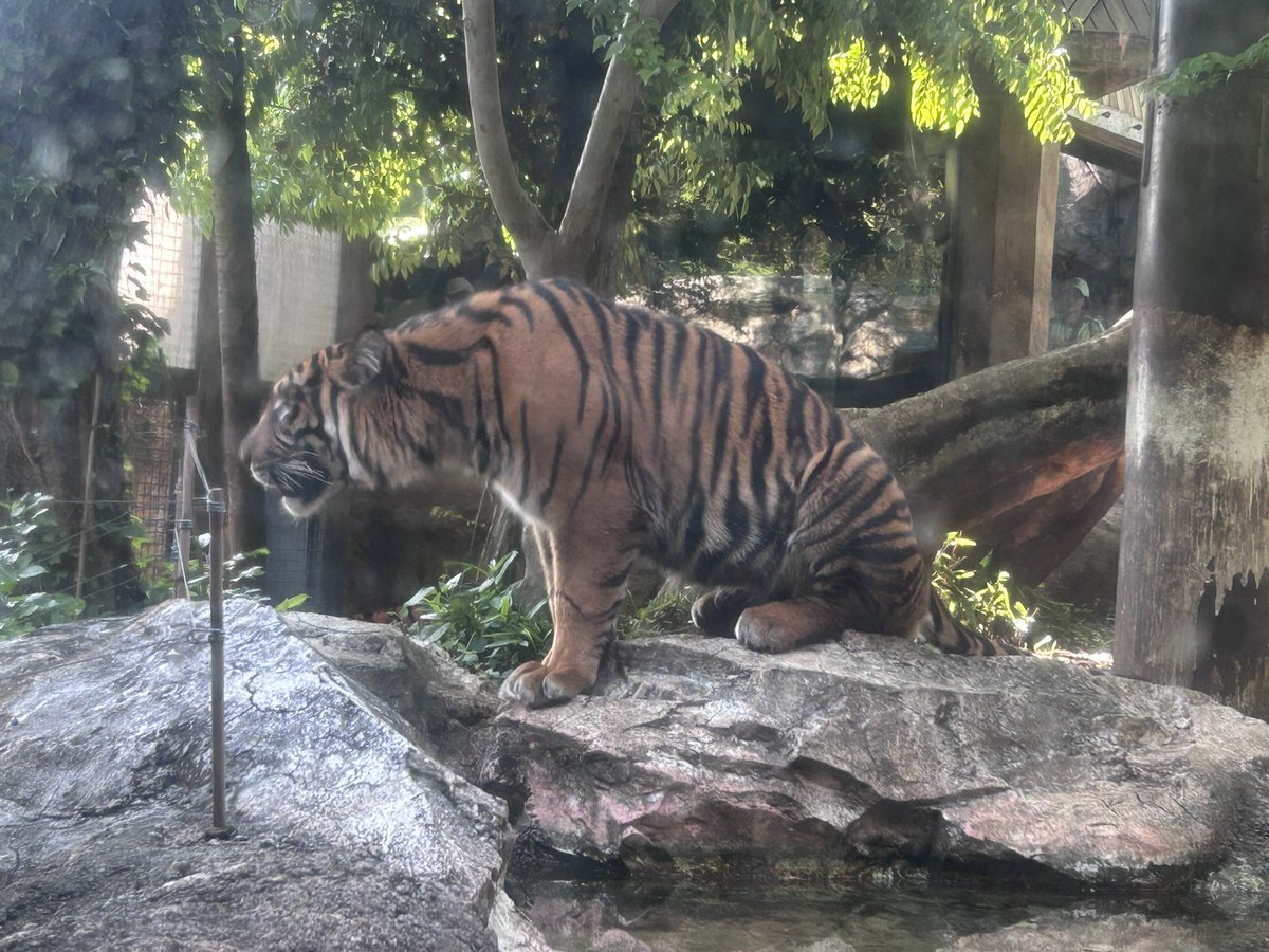 ノン様いた<a href="/Nontam_fet/">ﾉﾝﾀﾝ🐅</a>