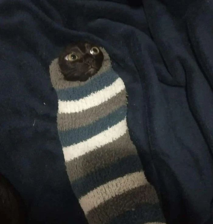 PunchingCat tweet picture