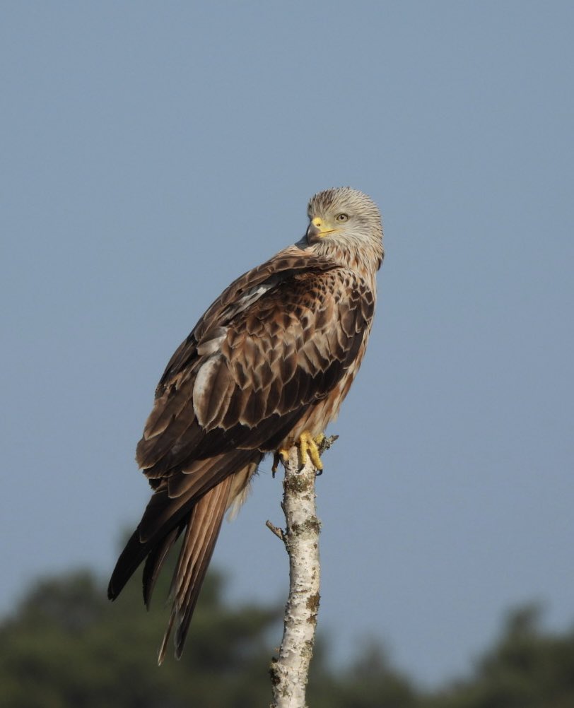 EdBirder's tweet image. Cuckoos and Red Kite at dawn this morning on Chobham Common. Also Woodlark, Tree Pipits and three Willow Warblers @TBHPartnership