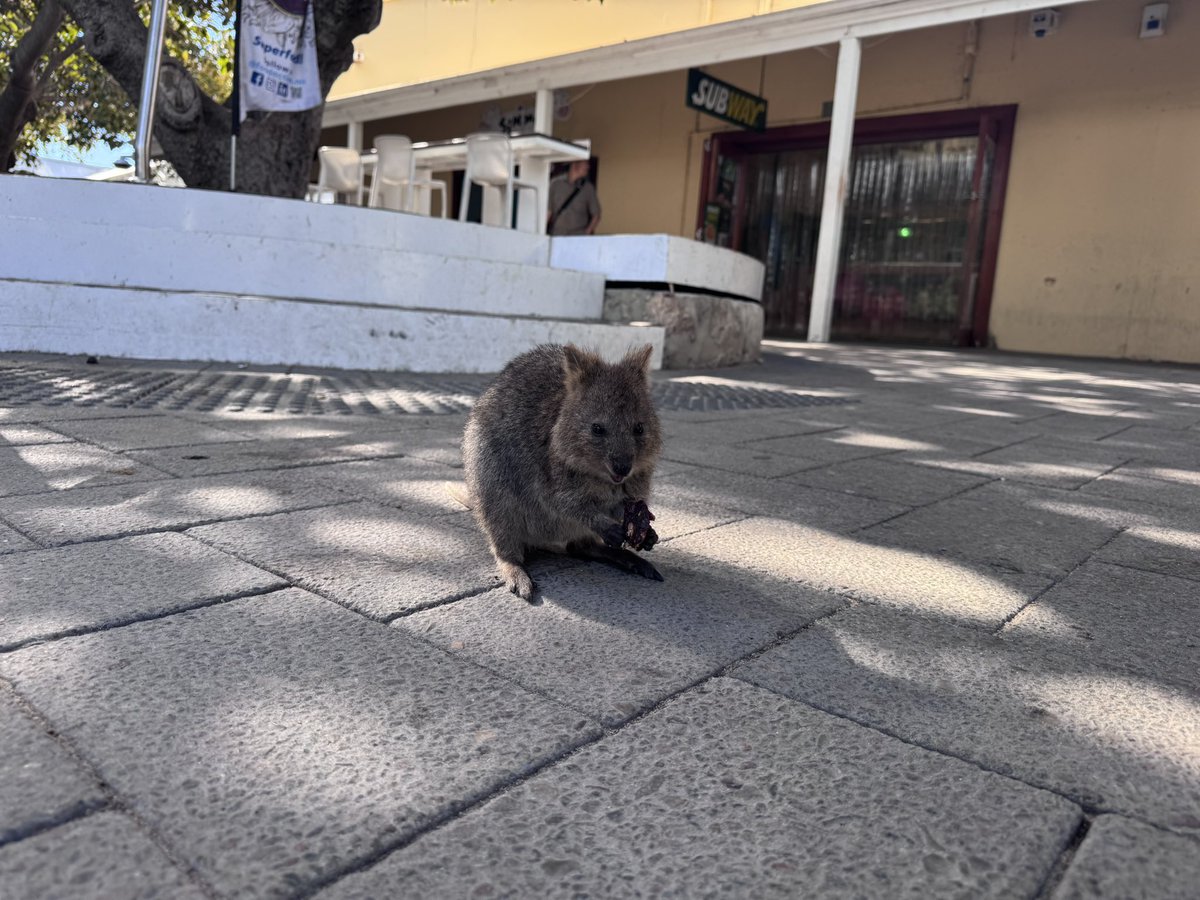 ynasty12's tweet photo. 初オーストラリア！☀️️🐨🇦🇺
気候良くて過ごしやすかった😗😙😚🥳
自然と動物がすごい綺麗でめちゃ感動した！！‧˚₊(  ⁰͈∀⁰͈)‧˚₊ https://t.co/uwYXyoOMmb