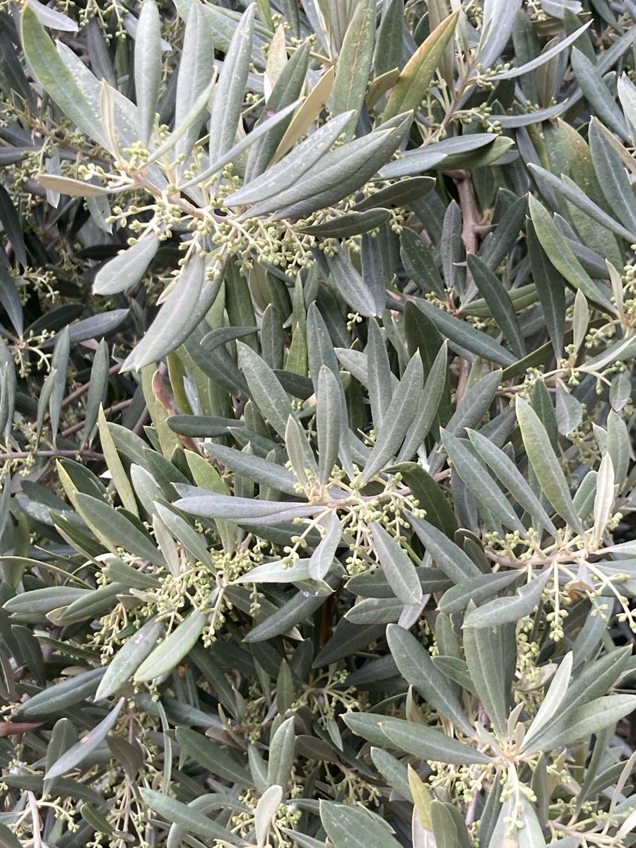 Asi esta el Olivo en sierra magina ⁦<a href="/mejoradeolivo/">mejoradeolivo</a>⁩ ⁦<a href="/CuadernoAgrario/">Cuaderno Agrario</a>⁩