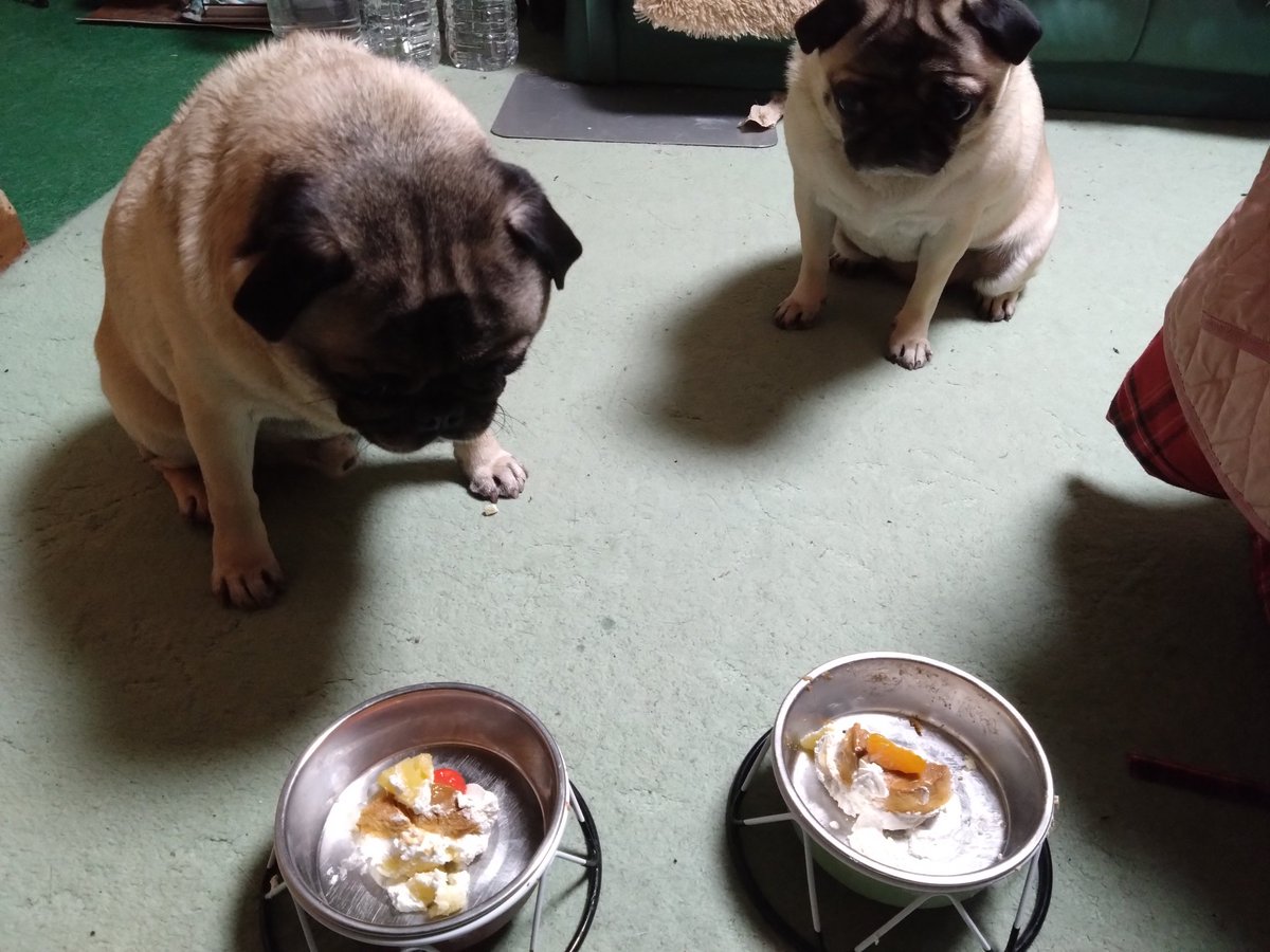 gonkichipug's tweet photo. 今日は娘のマメの3歳の誕生日👍

スクスク育ち、今ではゴン吉の体型に…

太り過ぎ😭 https://t.co/tx3k6MkJ9D