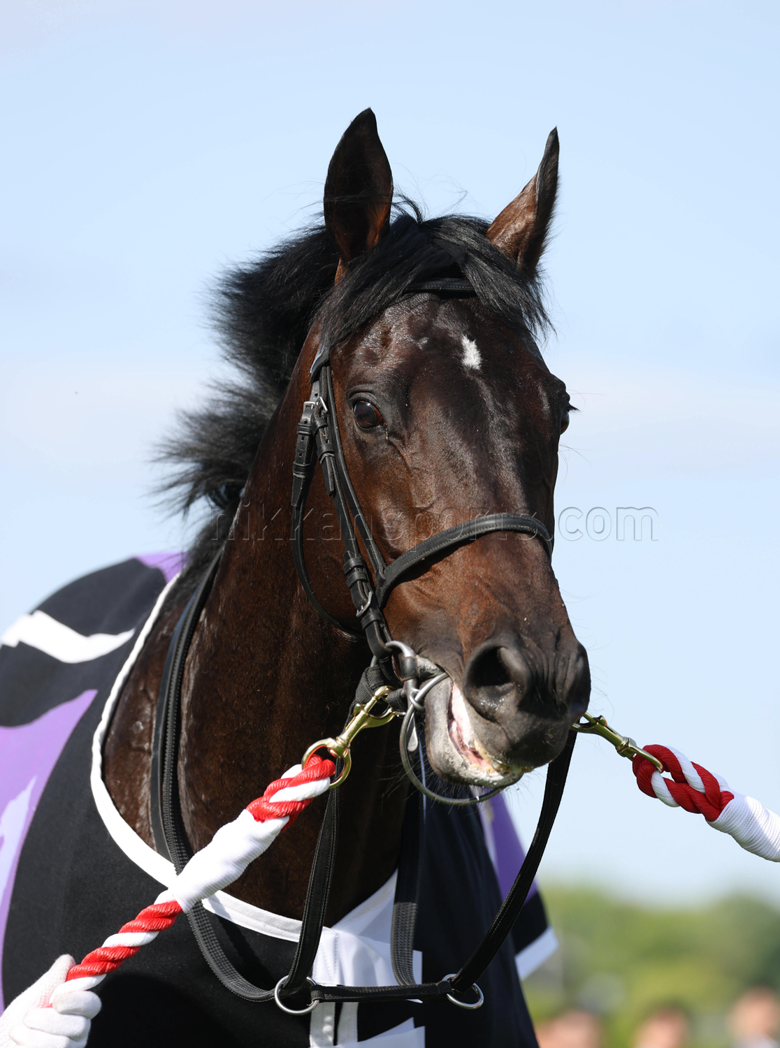 極ウマ】日刊スポーツ競馬公式 on X: 
