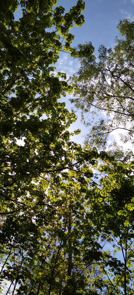 HenryLovato10's tweet photo. 🌳☀️
#natur #nature #naturfotografie #naturephotography #ichliebenatur #ilovenature #beautiful #hübsch #schön #wunderschön #wundervoll #wonderful #berlin #baum #bäume #tree #trees #sonne #sun #sunny https://t.co/9SDuw6IODg