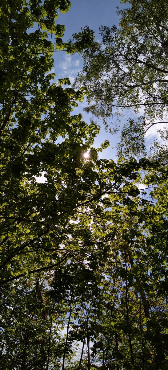 HenryLovato10's tweet photo. 🌳☀️
#natur #nature #naturfotografie #naturephotography #ichliebenatur #ilovenature #beautiful #hübsch #schön #wunderschön #wundervoll #wonderful #berlin #baum #bäume #tree #trees #sonne #sun #sunny https://t.co/9SDuw6IODg
