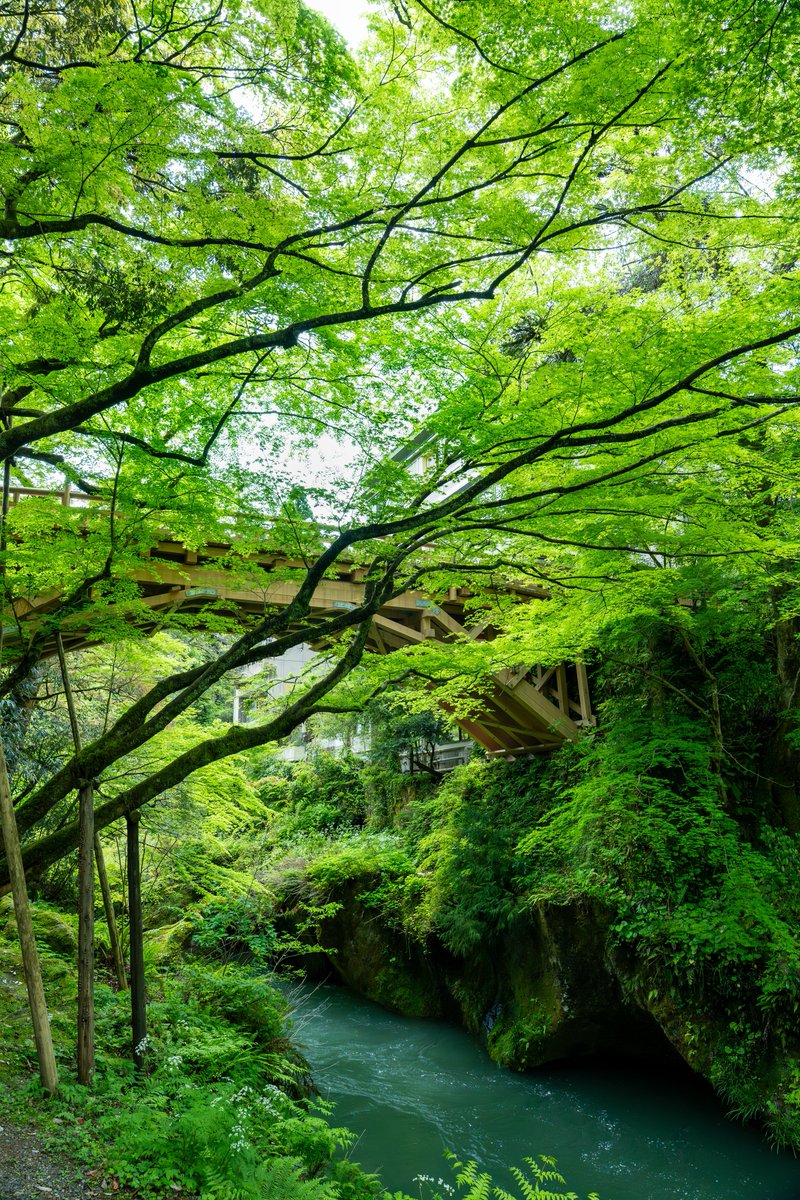 降り注ぐ新緑とマイナスイオンが優しく包み込んでくれました