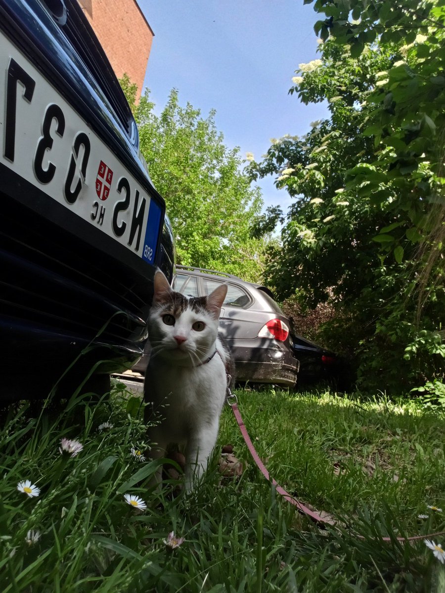 Veselko Pešut tweet media