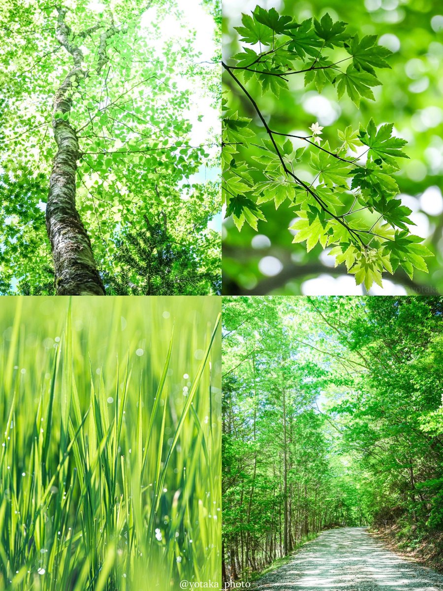 新緑が美しい季節が来ました
#みどりの日なので緑色の画像を貼る