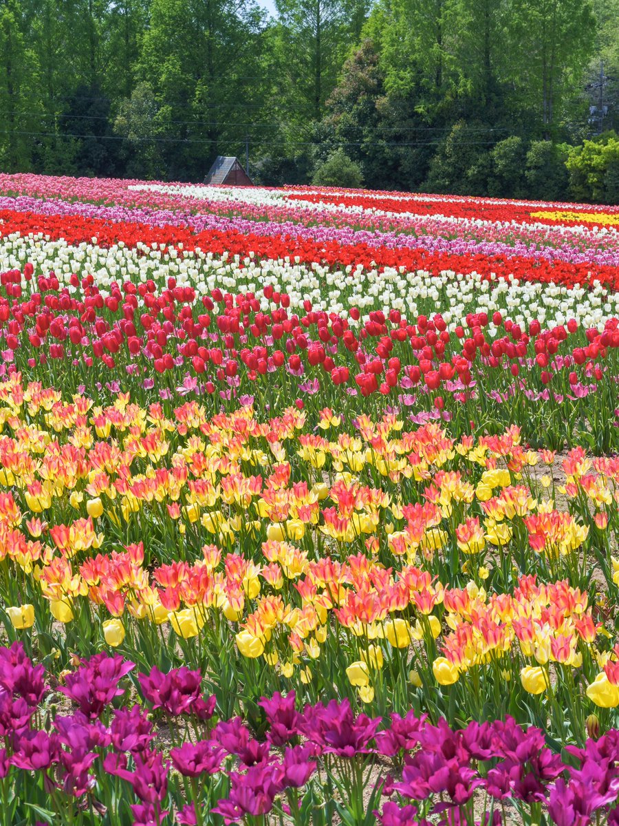 高原に萌ゆる春