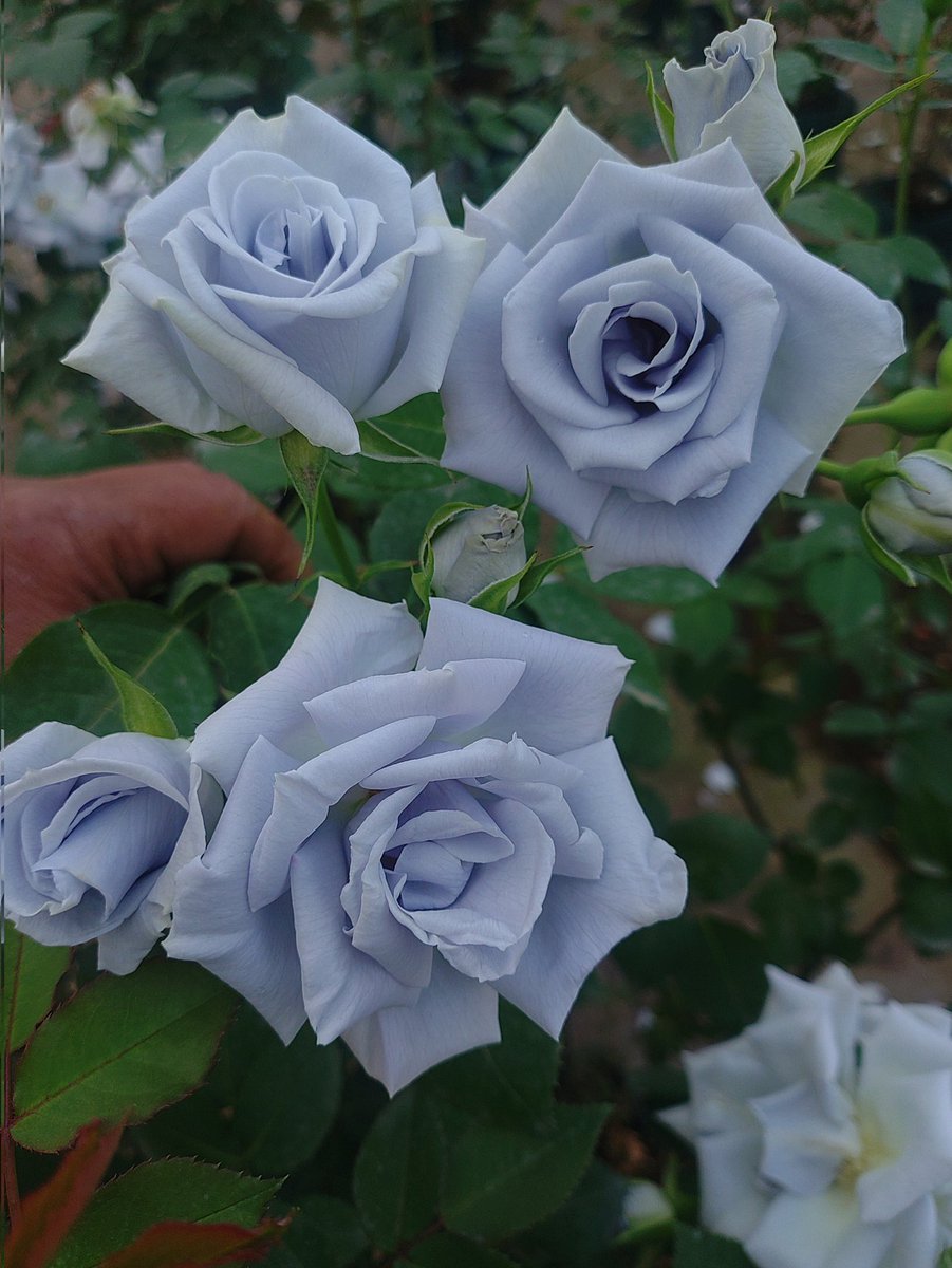 roses_creator's tweet photo. もう水色のバラは誕生したと言っても良いくらいだよね。 https://t.co/SVP0fWVlZj