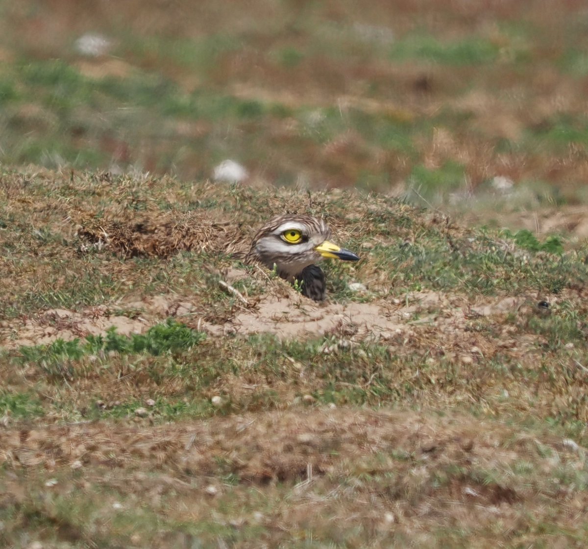 Mike Smith (@mikecsmiffy) on Twitter photo Sometimes it can be hard to spot Stone Curlew. This one was hunkered down in a field close to <a href="/RSPBMinsmere/">RSPB Minsmere π</a>
#birds #birdphotography #wildlife #wildlifephotography #nature #NaturePhotography
<a href="/Natures_Voice/">RSPB</a> <a href="/suffolkwildlife/">SuffolkWildlifeTrust</a> <a href="/BTO_Suffolk/">BTO Suffolk</a> <a href="/NatureUK/">NatureUK</a> <a href="/Britnatureguide/">The British Nature Guide</a> <a href="/BBCSpringwatch/">BBC Springwatch</a> Sometimes it can be hard to spot Stone Curlew. This one was hunkered down in a field close to <a href="/RSPBMinsmere/">RSPB Minsmere π</a>
#birds #birdphotography #wildlife #wildlifephotography #nature #NaturePhotography
<a href="/Natures_Voice/">RSPB</a> <a href="/suffolkwildlife/">SuffolkWildlifeTrust</a> <a href="/BTO_Suffolk/">BTO Suffolk</a> <a href="/NatureUK/">NatureUK</a> <a href="/Britnatureguide/">The British Nature Guide</a> <a href="/BBCSpringwatch/">BBC Springwatch</a>