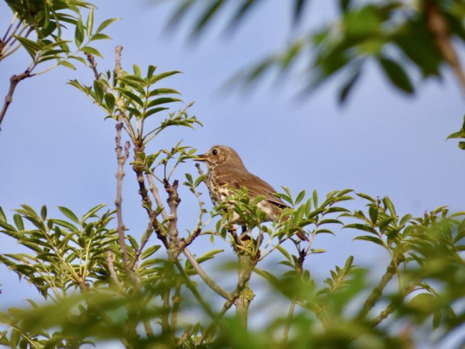 Happy International Dawn Chorus Day 🎶🐦

We are running two Dawn Chorus Walks during May, on the 11th &amp; 18th.

Find out more &amp; book @ pensthorpe.com/events/dawn-ch…