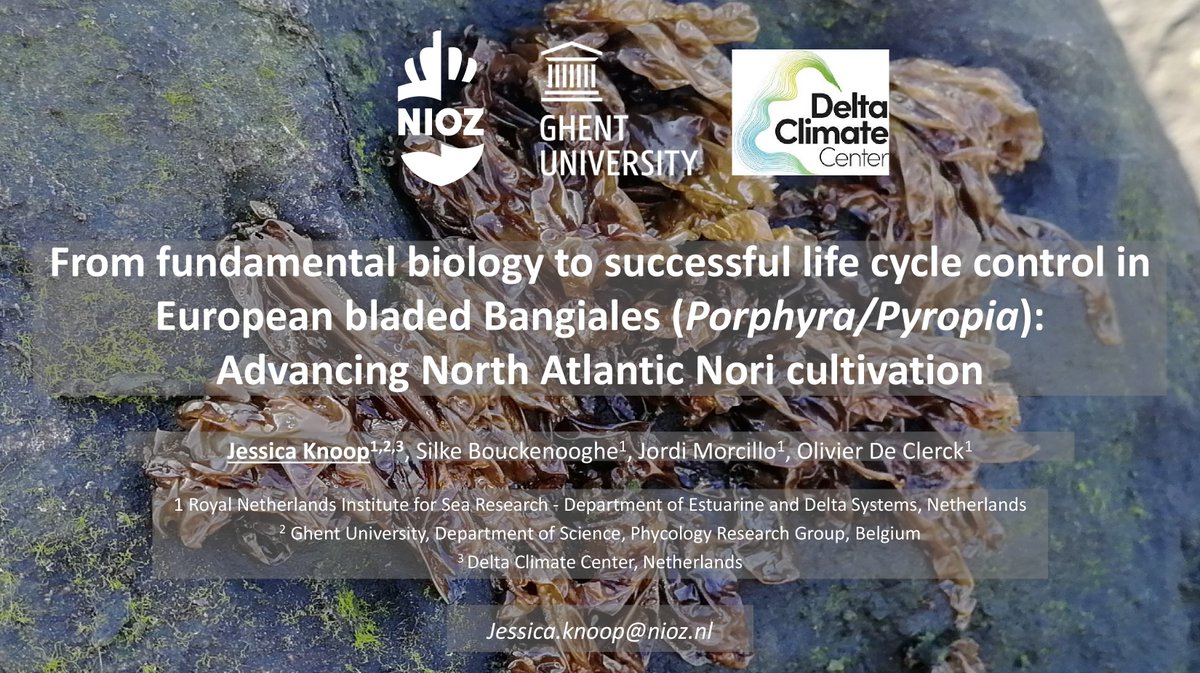 🤩 Tomorrow, the  International Seaweed Symposium 2025 will begin. I'm looking forward to a  week's long immersion in the latest seaweed science and discussions - hopefully see many of you there!